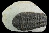 Bargain, Morocops Trilobite - Visible Eye Facets #120090-1